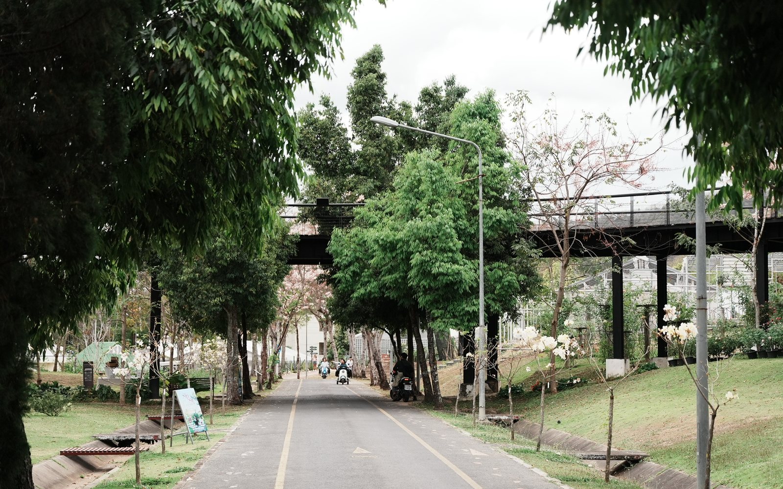 清迈校园道路与自然环境